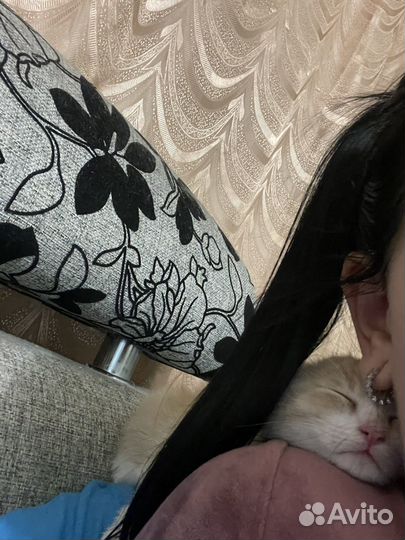 Отдам котенка в добрые руки