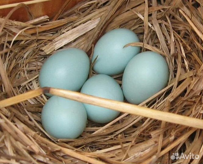 Цыплята ухейлюй яйцо инкубационное доставка