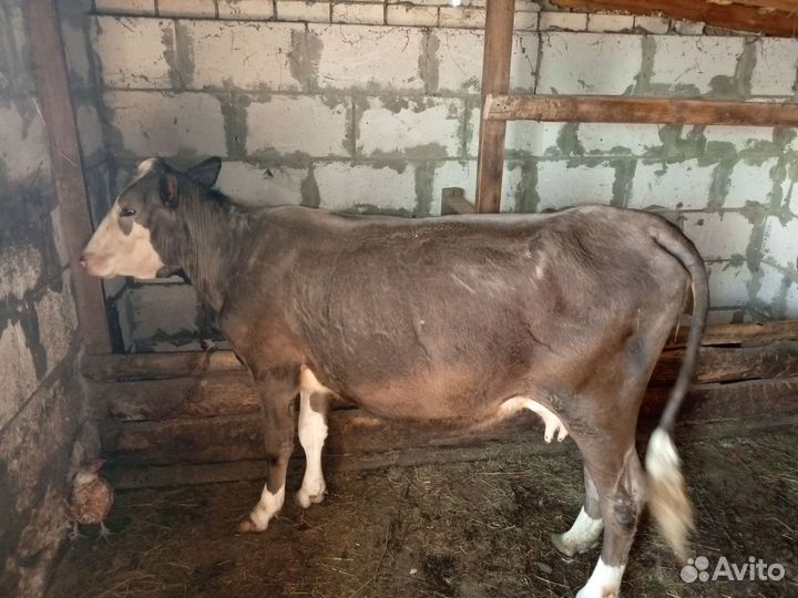 Корова телка стельная