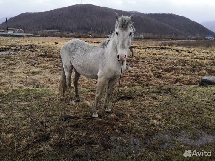 Продам коня