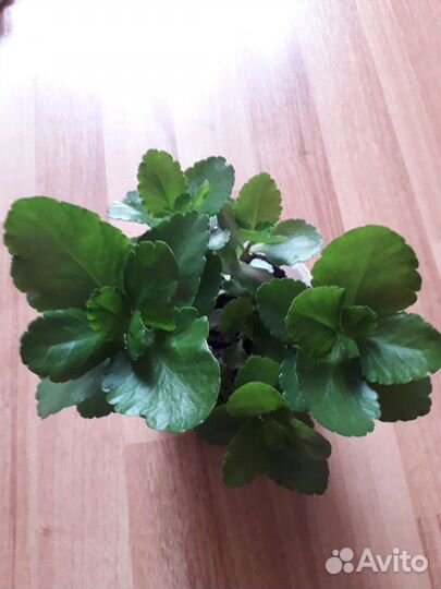 Каланхоэ Лечеб Оберег