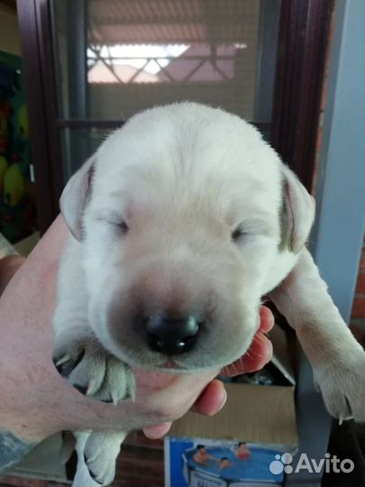 Щенки лабрадора