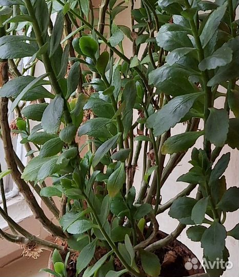 Растение Коланхоэ декоративный