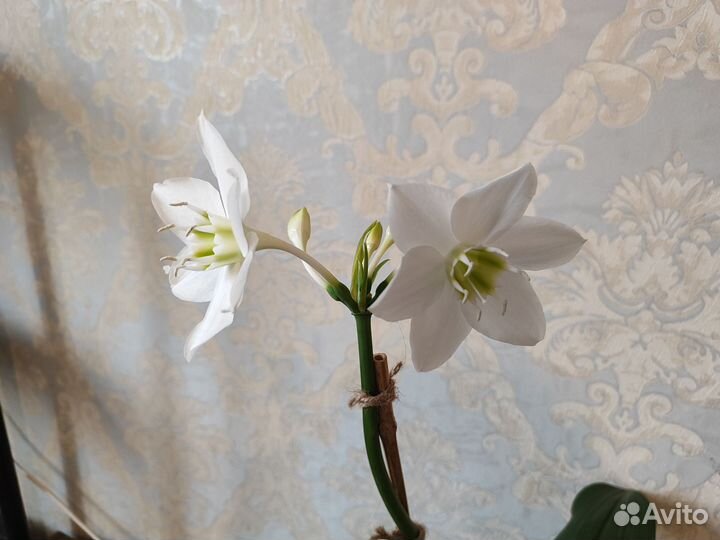 Эухарис амазонская лилия