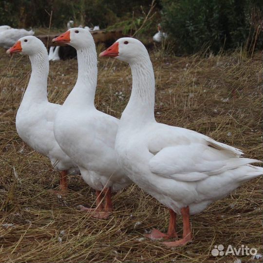 Гуси