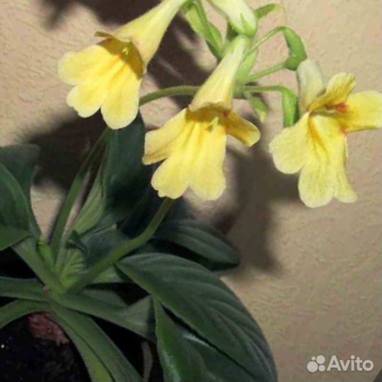 Хирита - Chirita Aiko - Бронь