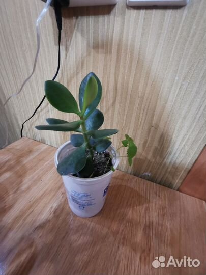 Алое, толстянка (денежное дерево), пальма