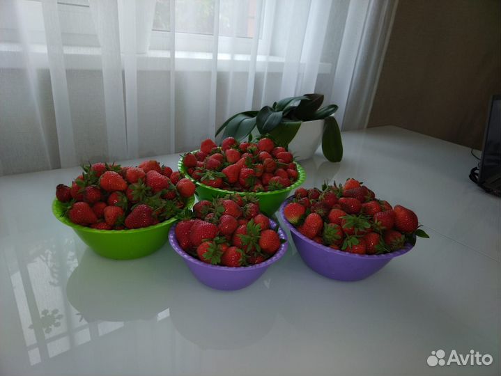 Рассада ремонтантной клубники