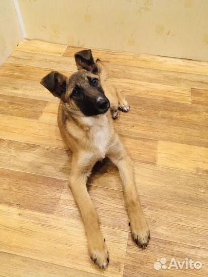 Щенок в добрые руки