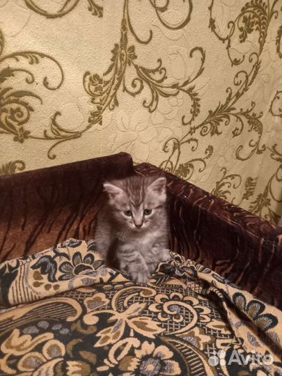 Кошка в дар бесплатно