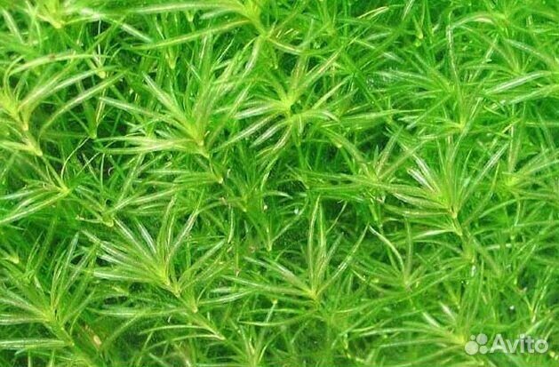 Аквариумные растения