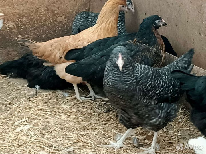 Куры молодки несушки
