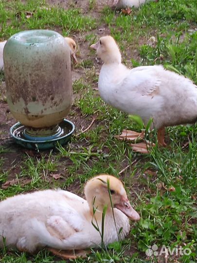 Индоутята подрощенные