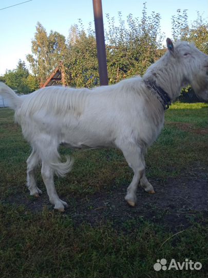 Козел зааненский