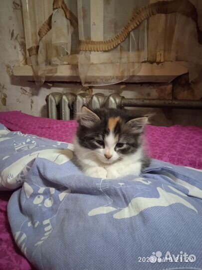 Кошки в добрые руки