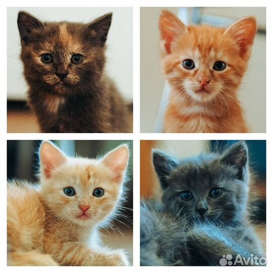 Очаровательные котята в добрые руки