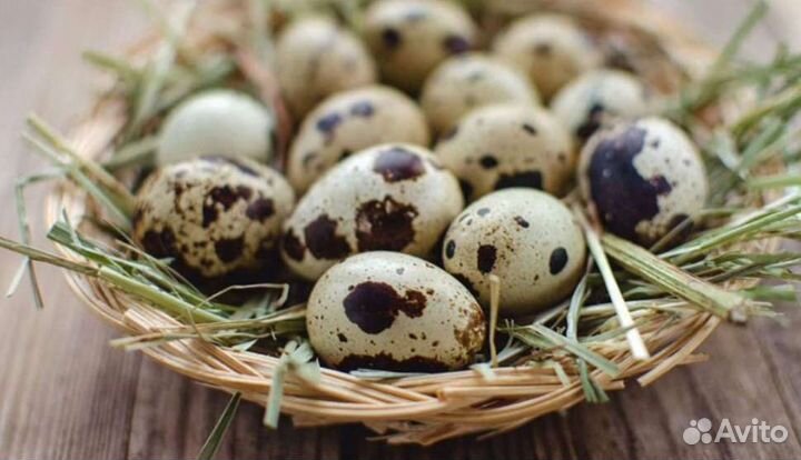 Перепелки. Яйцо, мясо. Инкубационное яйцо