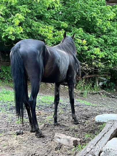 Къ жеребчик