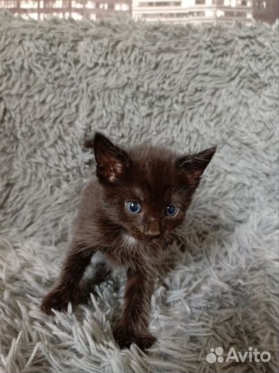 Отдаем котят в добрые руки