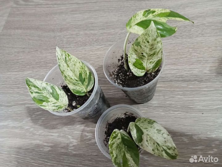 Суиндапсусы