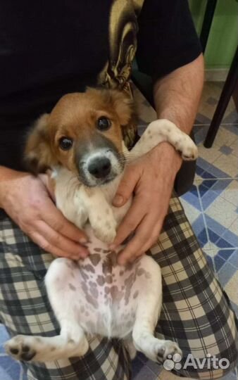 Щенок в добрые руки