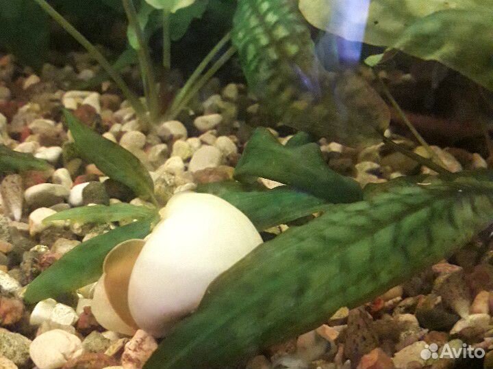 Цветные ампулярии