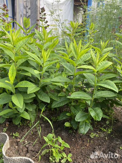 Флокс многолетний розовый