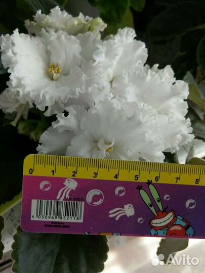 Фиалка сортовая 