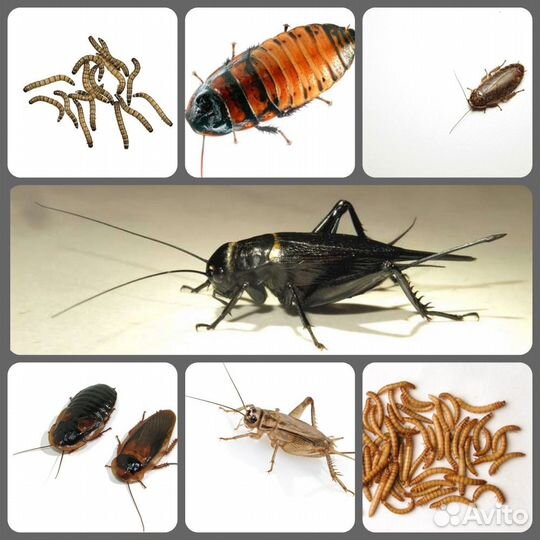 Насекомые, тараканы, зофобас, бражник, сверчки
