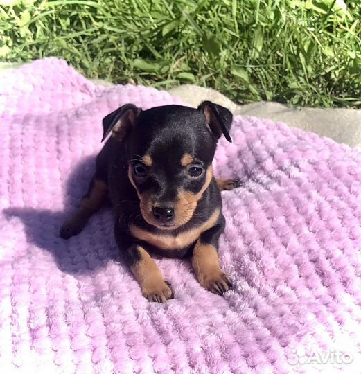 Щенки пражский крысарик