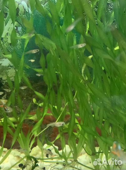 Мальки гуппи