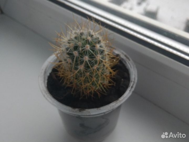 Кактусы маленькие