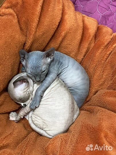Канадский сфинкс котенок