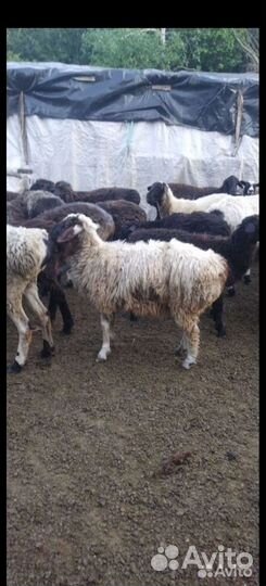 Баранина живым весом