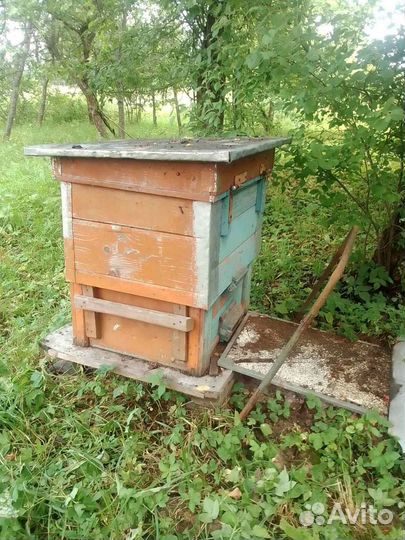 Продажа пчелосемьи