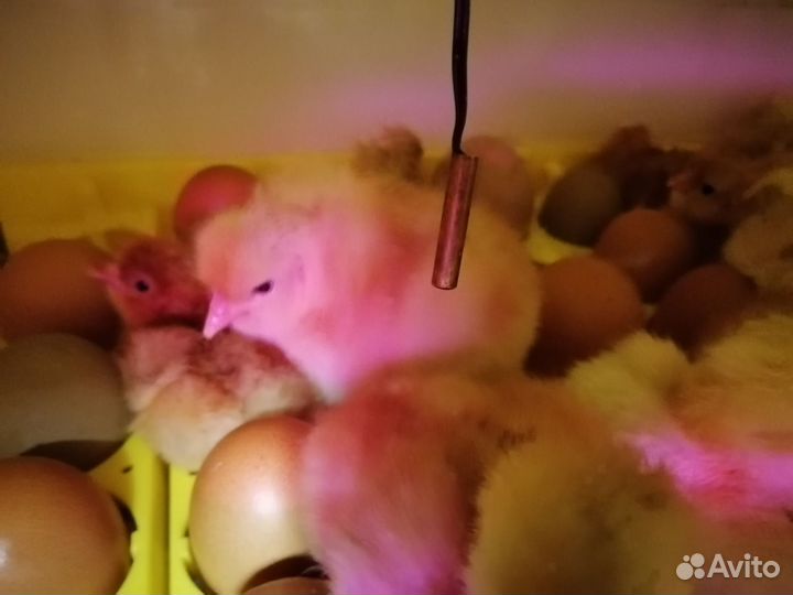 Цыплята кур несушек, красивые здоровые