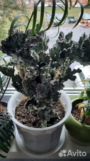 Комнатные экзотические растения