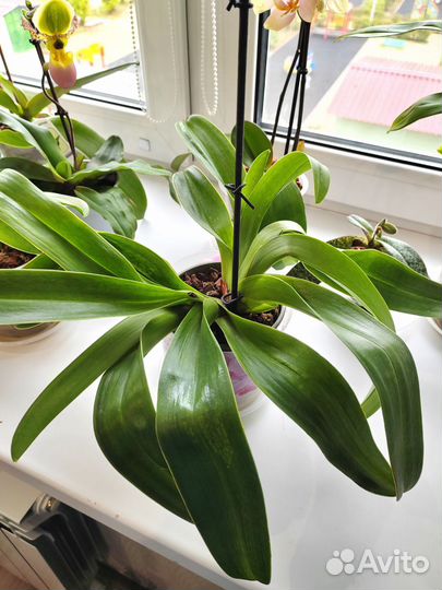 Орхидея пафиопедилум