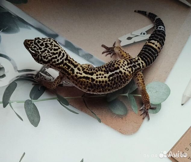 Эублефар Black Night