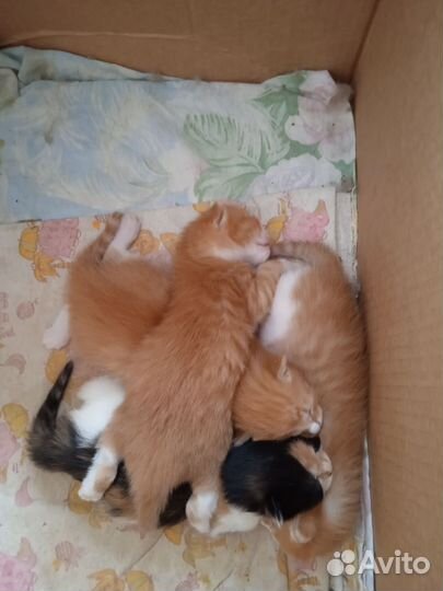 Котята в добрые руки