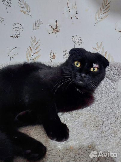 Шотландский вислоухий кот