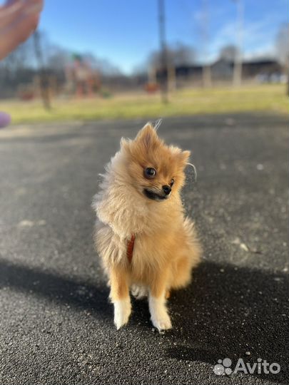 Мини шпиц вязка