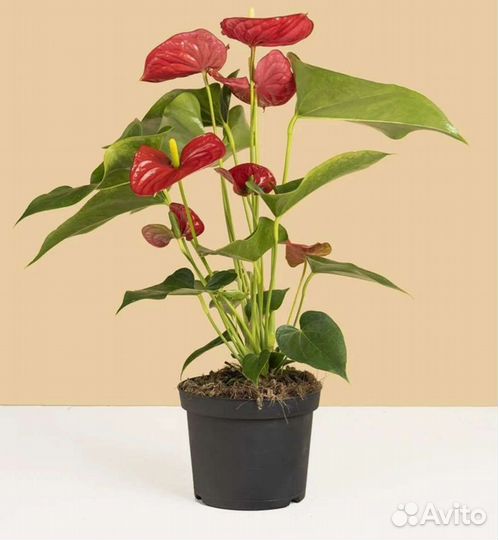 Антуриум,отросток