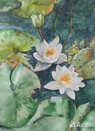 Картина водяная лилия кувшинка акварель Самарская