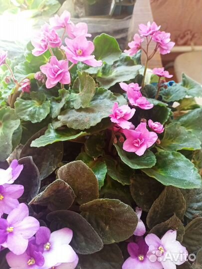 Фиалка в горшках