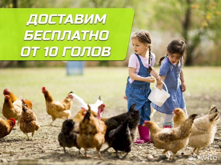 Куры несушки