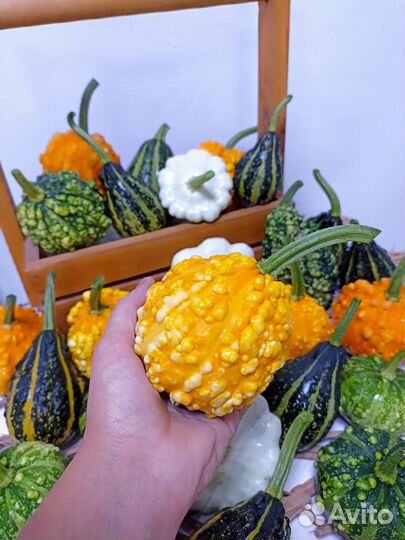 Тыква декоративная