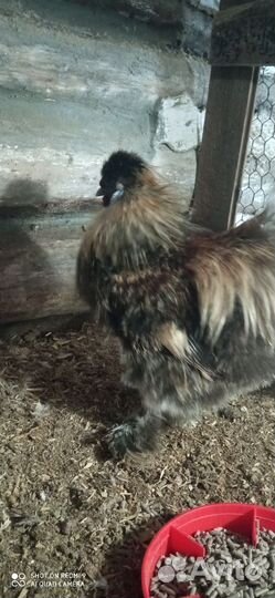 Петух китайский шелковый