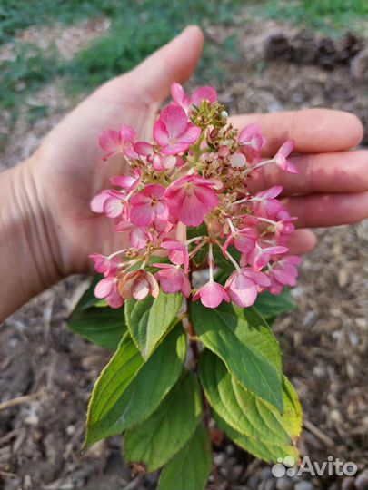 Гортензия метельчатая опт