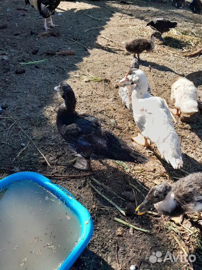 Индоутки молодняк